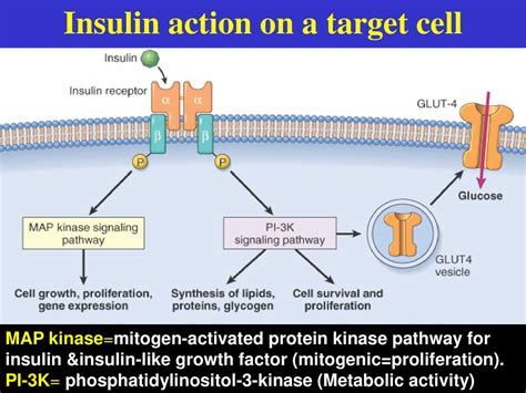 Insulin Reaction Can Be Caused By Cna DiabetesTalk.Net