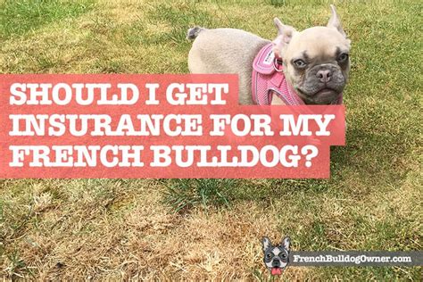 Insurance For French Bulldog Puppy