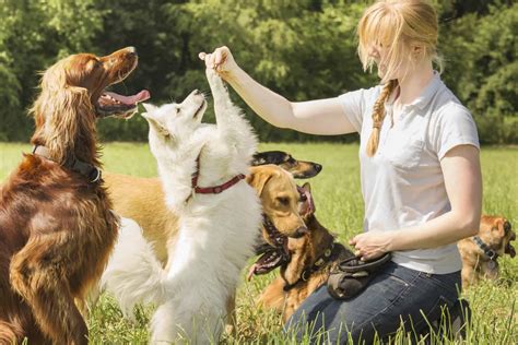 Insurance for dog trainers. Things To Know About Insurance for dog trainers. 