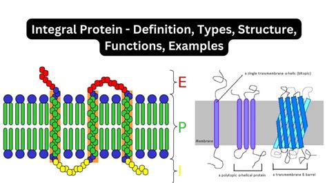 Integral proteins definition.  Learn about its structure, function, classification, and...