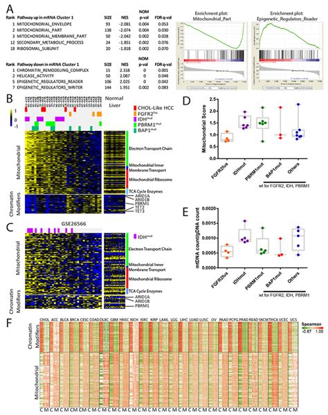 Integrative Genomic Analysis of Cholangiocarcinoma Identifies Distinct ...