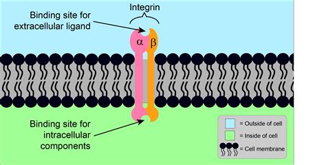 Integrins Structure Function And Biological Properties