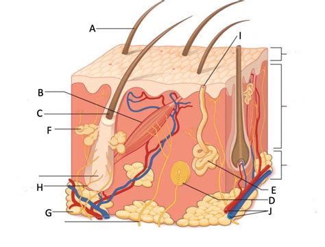 Integumentary System Diagram To Label Wiring Diagram Database