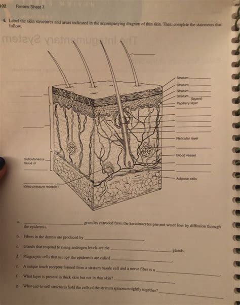 Integumentary System Exercise 7 Answers