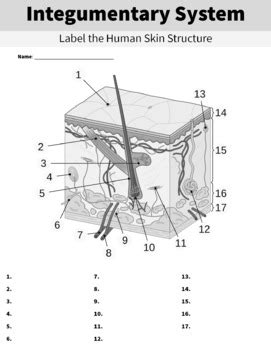 Integumentary System Human Skin Structure Diagram Worksheet and