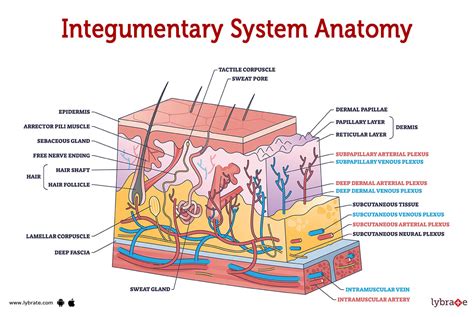Integumentary System Parts And Their Functions