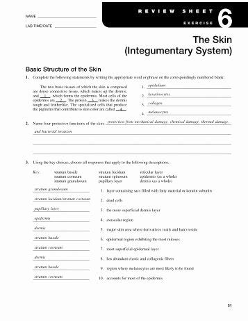 Integumentary System Worksheet Answers Inspirational Answers to Basic