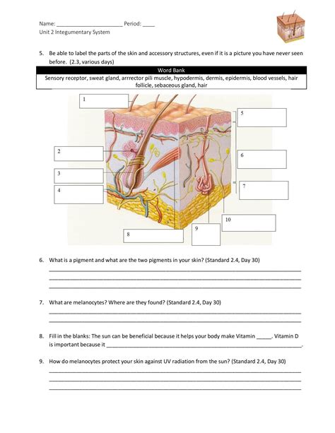 Integumentary System Worksheets Library