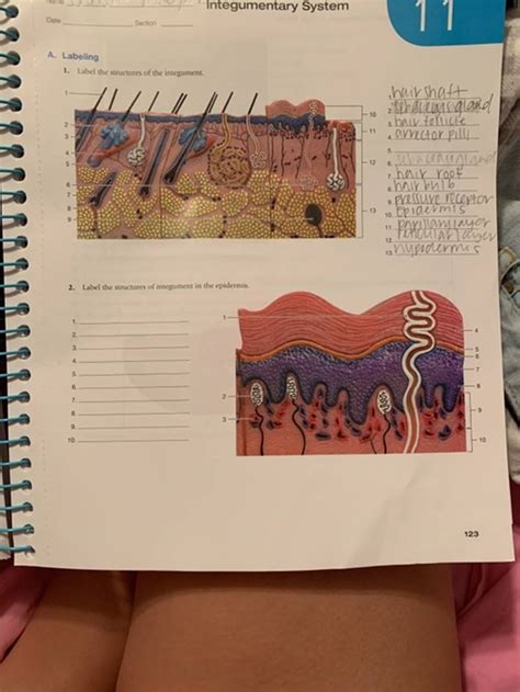 Integumentary System _Section A Labeling 1. Label the