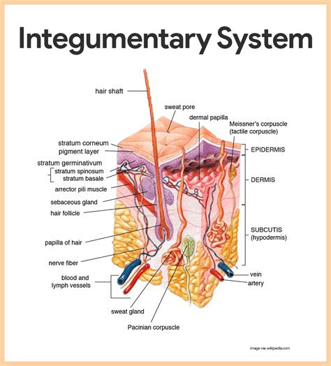 Integumentary System diagram How to draw Human Integumentary System