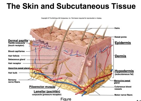 Reticular Layer. Contains sebaceous glands, sweat glands, fat cells, large blood vessels, lymph vessels, hair folicles, and nerve endings. Subcutaniouse Layer. Gives smoothness and contour to the body and provides a reservoir for fuel and energy. Layers of the skin: Epidermis and Dermis Learn with flashcards, games, and more — for free.. 