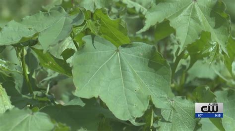 Intense heat taking a toll on Texas cotton crops