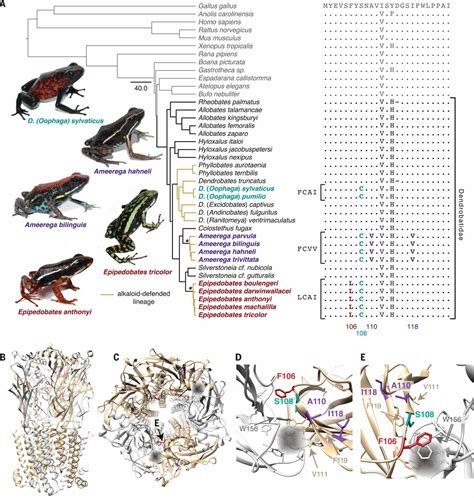 Interacting amino acid replacements allow poison frogs to evolve ...