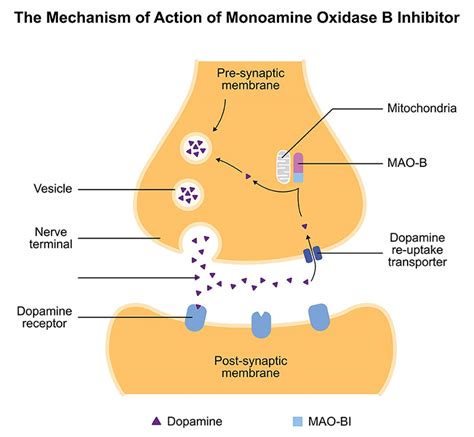 Interaction between Monoamine Oxidase B Inhibitors and …