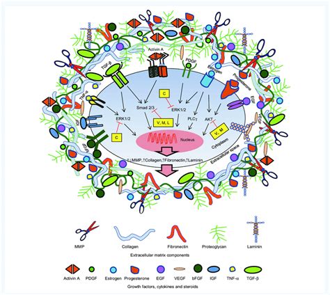 Interactions between extracellular matrix and growth factors in …