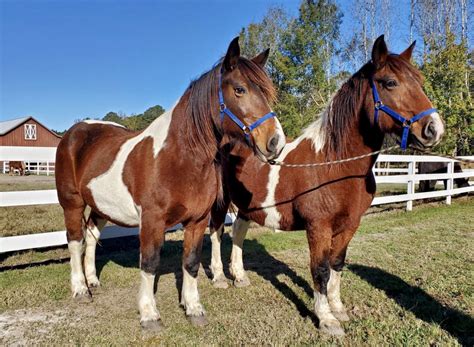  InnerCoastal Livestock is located in Bath, North Carolina. We offer a large variety of horses so we are sure to have something to meet your needs. We work hard to ensure we are representing our horses accurately- we want our clients to be satisfied with their purchase. 