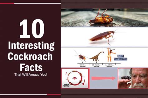 Interesting Cockroach Facts! - PermaTre…