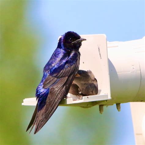 Interesting Facts About Purple Martins That Will Make …