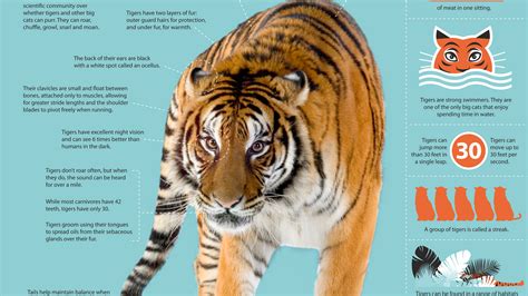 Interesting Facts About Siberian Tigers - Fact About Animals