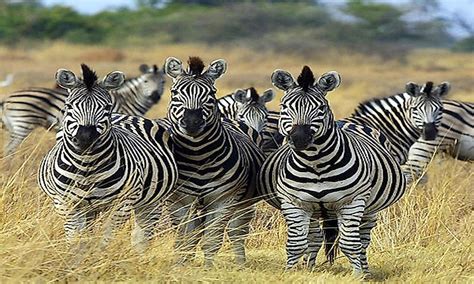 Interesting Facts About Zebras - WorldAtlas