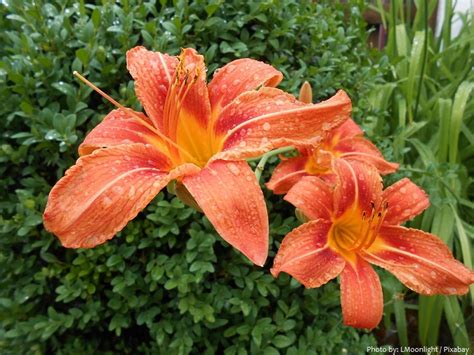 Interesting facts about daylilies Just Fun Facts