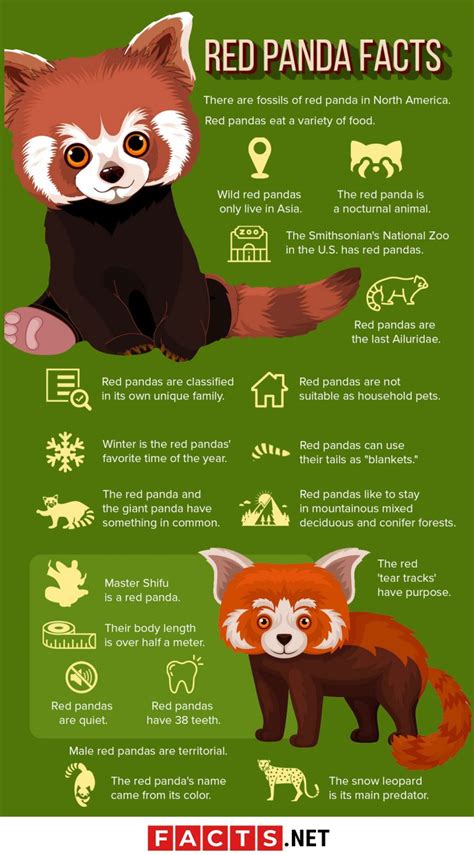 Discover 10 fascinating facts about the adorable red panda. 1.