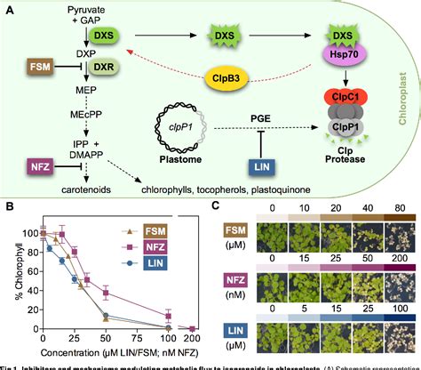 Interference with plastome gene expression and Clp protease