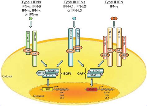 Interferon-induced nuclear factors that bind a shared promoter …