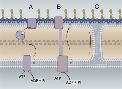 Intermembrane transport: Glycerophospholipid …