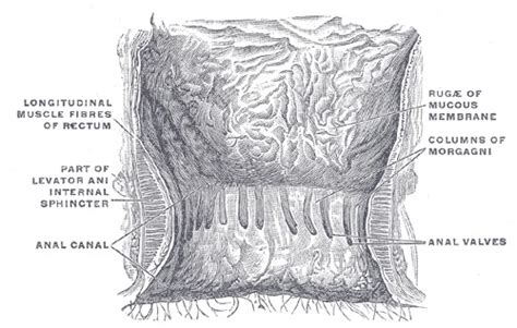 Internal Anal Sphincterotomy - StatPearls - NCBI Bookshelf