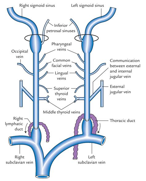 Internal Jugular Vein Anatomy, Function & Diagram Body Maps