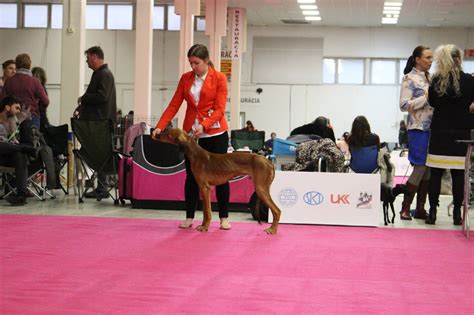 International Dog Show (Feb 2024), Nitra Slovakia - Trade Show