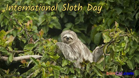 International Sloth Day (October 21st, 2024) Days Of The Year