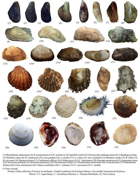 Intertidal bivalves a guide to the common marine bivalves of alaska natural history. - Gas fitters guide to electrical schematics.