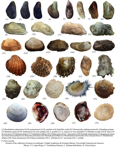 Intertidal bivalves a guide to the common marine bivalves of. - Ford contour v6 guía de reparación.