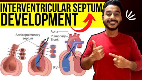 Interventricular septum Function and development