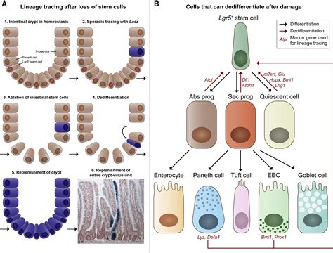 Intestinal Regeneration: Regulation by the …