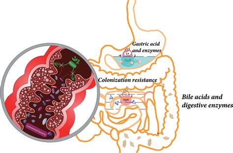 Intestinal colonization, microbiota, and probiotics