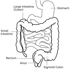 Intestine Facts for Kids - Kiddle