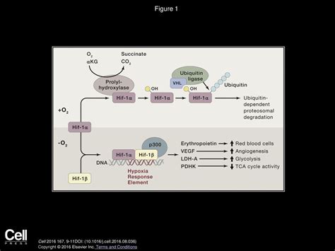 Into Thin Air: How We Sense and Respond to Hypoxia