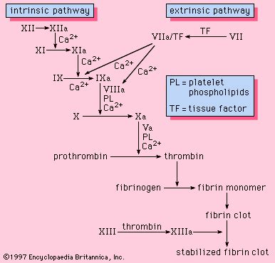 Intrinsic pathway of blood coagulation - Britannica