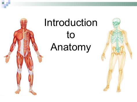 Intro To Anatomy Powerpoint