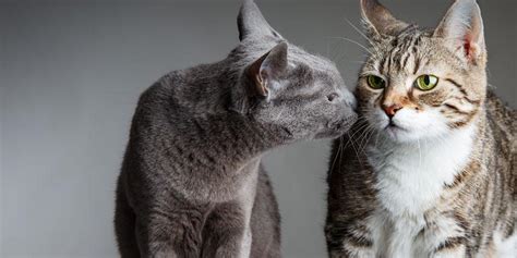 Introducing a deaf, almost completely blind elderly cat to our younger cats