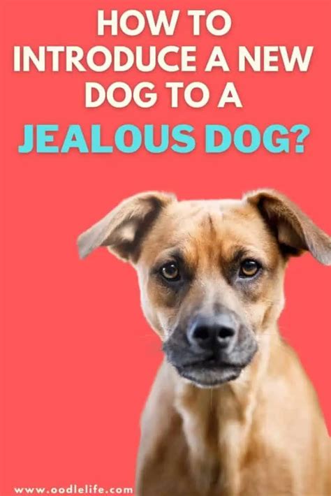 Introducing a new dog to a jealous dog. May 25, 2018 ... Introducing Your Dog to a New Member of the Family · It is important to meet outside in a more neutral area. · Make sure you stop all bad ... 