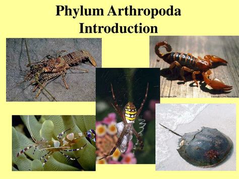 Introduction To Arthropoda