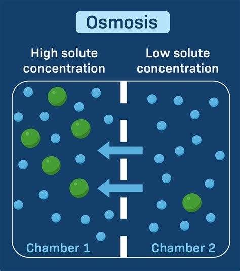 Introduction To Diffusion And Osmosis Diffusion LabXchange, 45 OFF