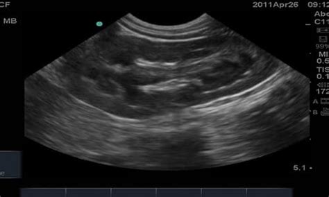 Introduction to Small Animal Ultrasound - Improve Veterinary …