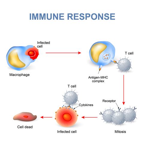 Introduction to Viruses and the Immune System Response
