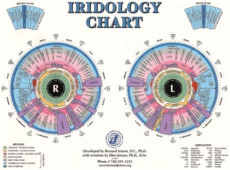 Introduction to iridology the beginners guide to iris study. - Alfa romeo 156 2 0 jts workshop manual.