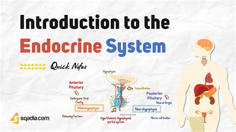Introduction to the Endocrine System